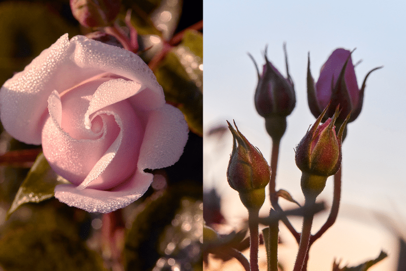 DIOR 玫瑰花蜜極緻再生修護精華