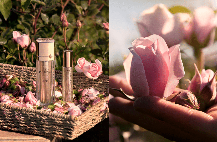 DIOR 玫瑰花蜜極緻再生修護精華