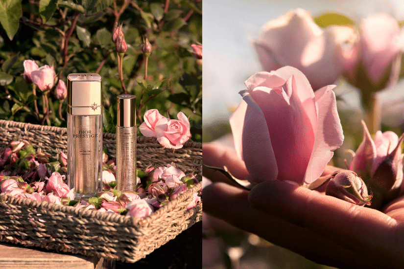 DIOR 玫瑰花蜜極緻再生修護精華